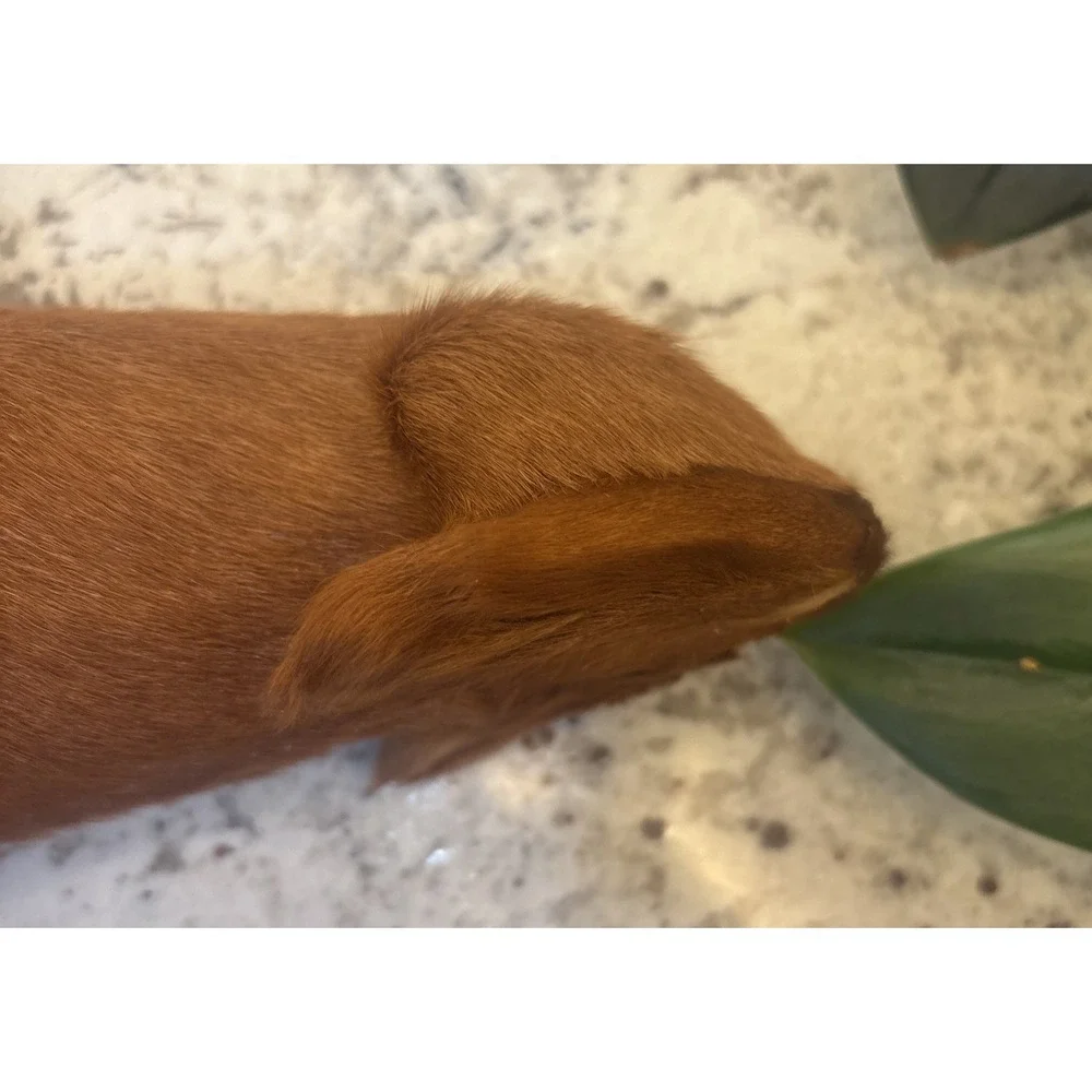 Vintage Real Fur Dog Miniature DACHSHUND Life like Soft Red collectible